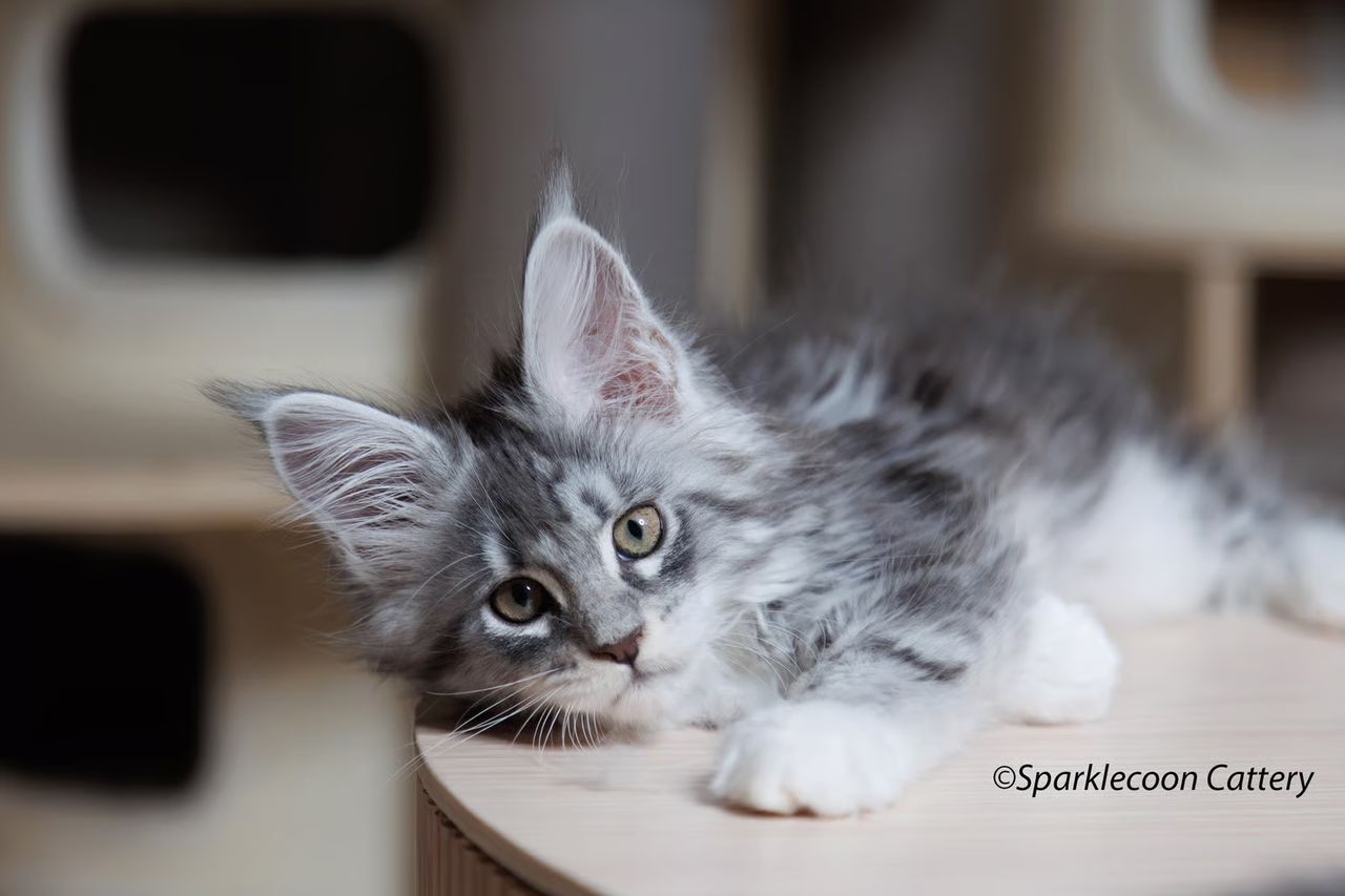 Super Dai - Blue Silver Classic Tabby with White - img 2482