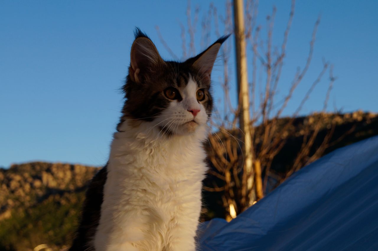Truffle - Brown Classic Tabby and White - truffle cover image