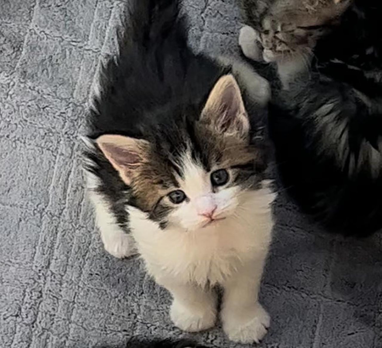 Truffle - Brown Classic Tabby and White - truffle image 1