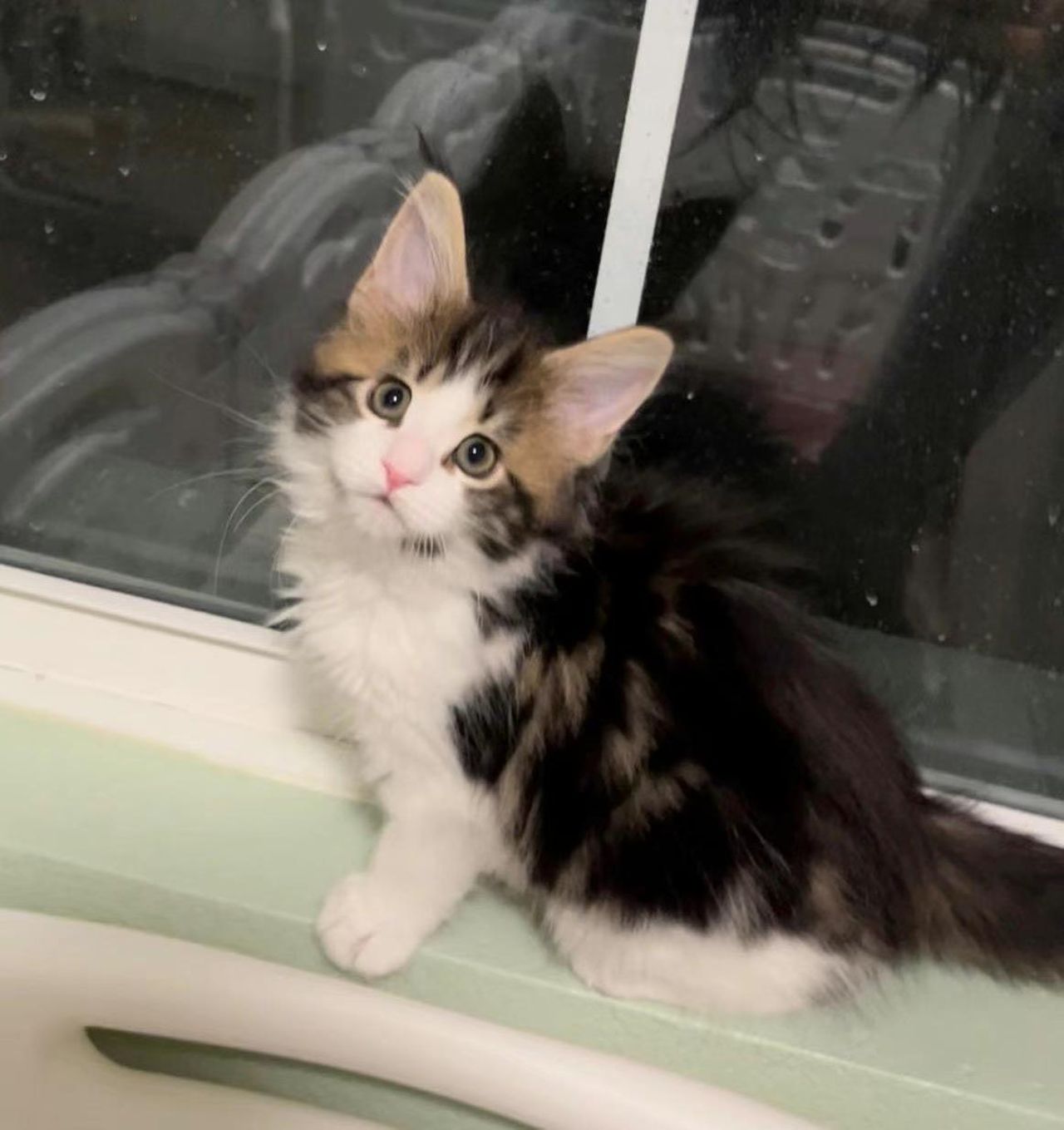 Truffle - Brown Classic Tabby and White - truffle image 3