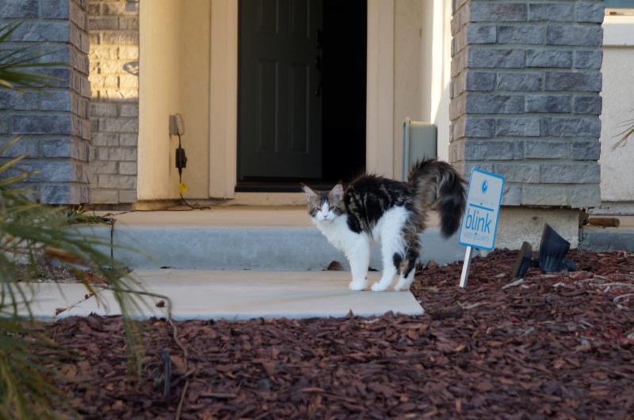 Truffle - Brown Classic Tabby and White - truffle image 4