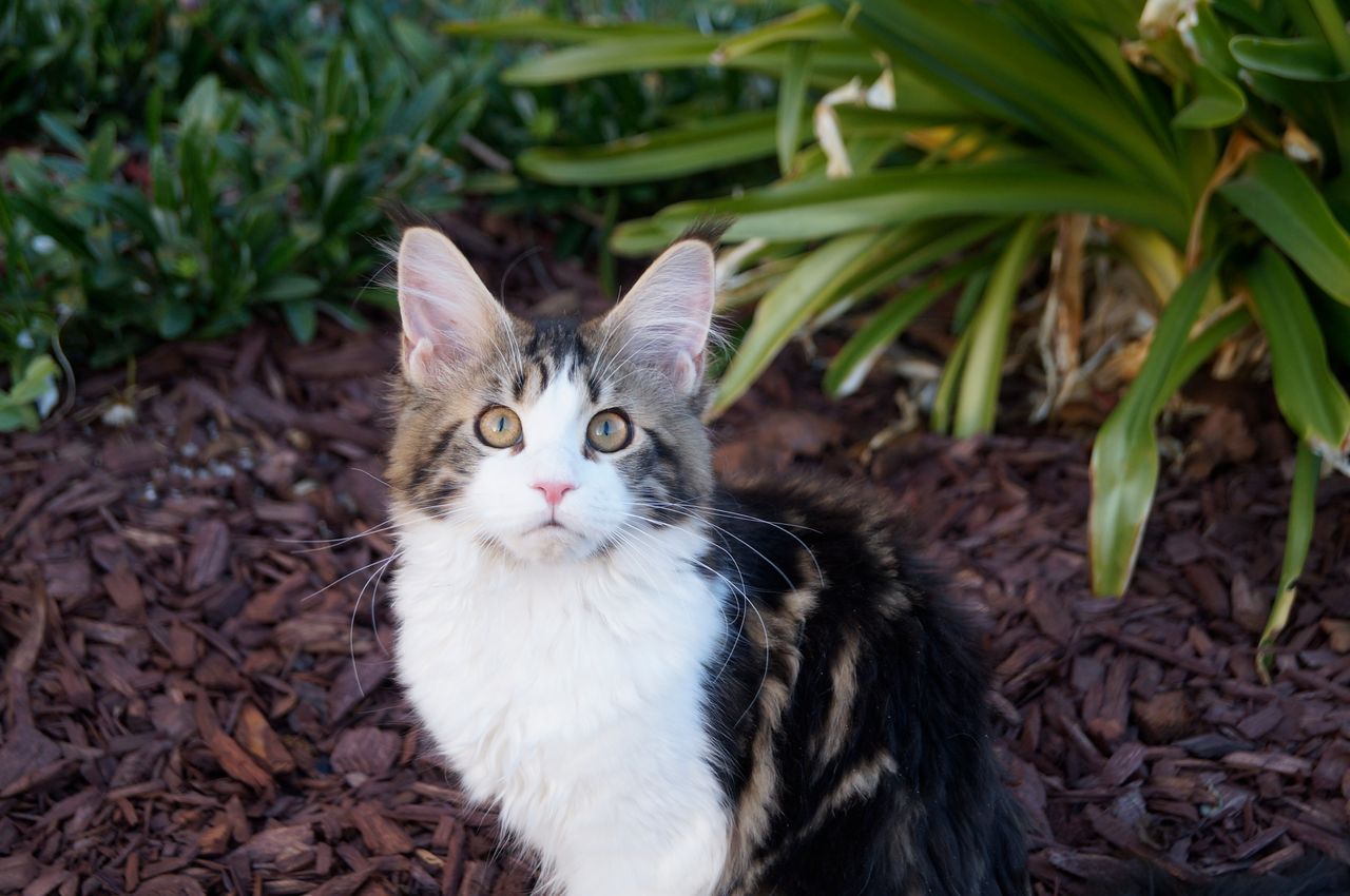Truffle - Brown Classic Tabby and White - truffle image 5