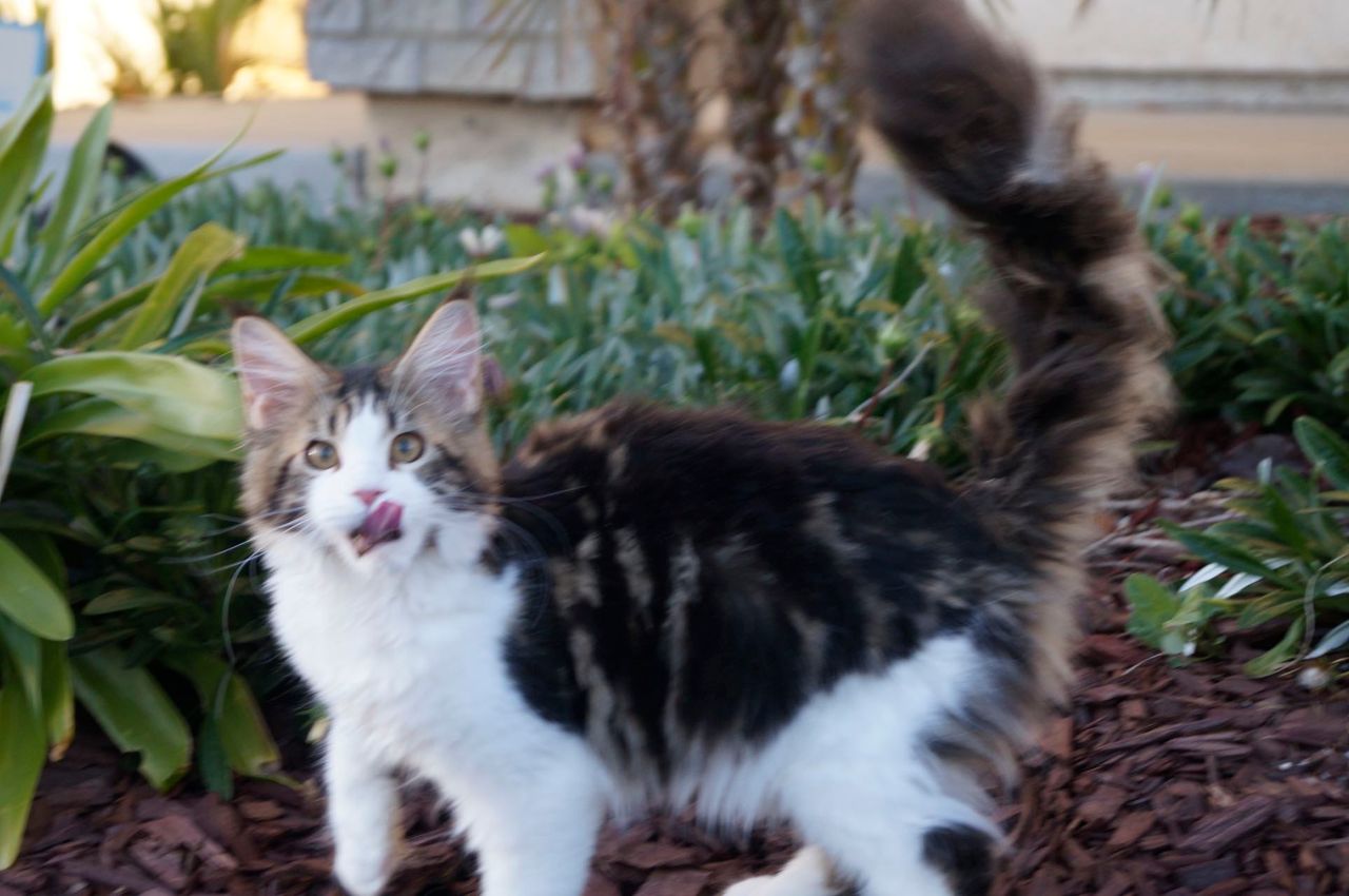 Truffle - Brown Classic Tabby and White - truffle image 6