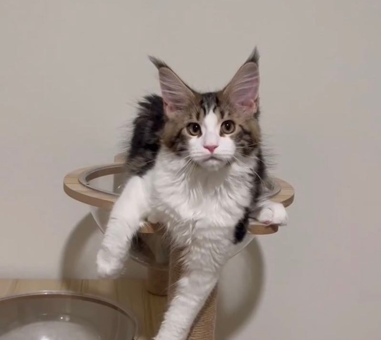 Truffle - Brown Classic Tabby and White - truffle image 7