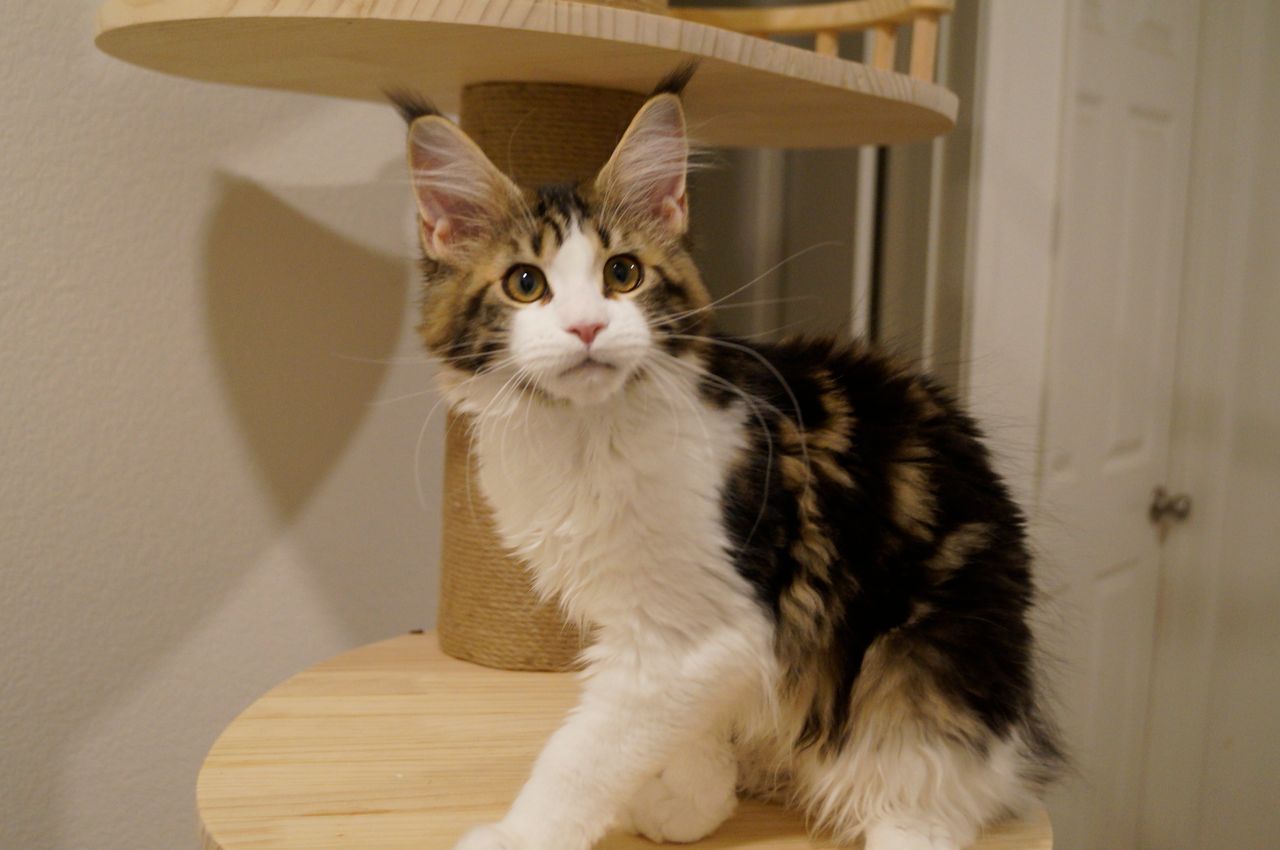 Truffle - Brown Classic Tabby and White - truffle image 8