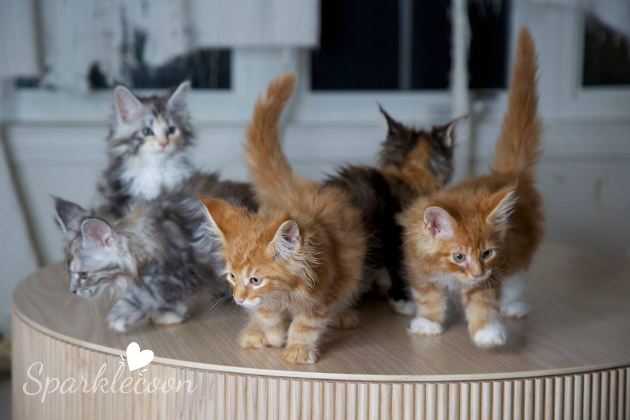 Brown Sugar x Luna — Maine Coon Litter