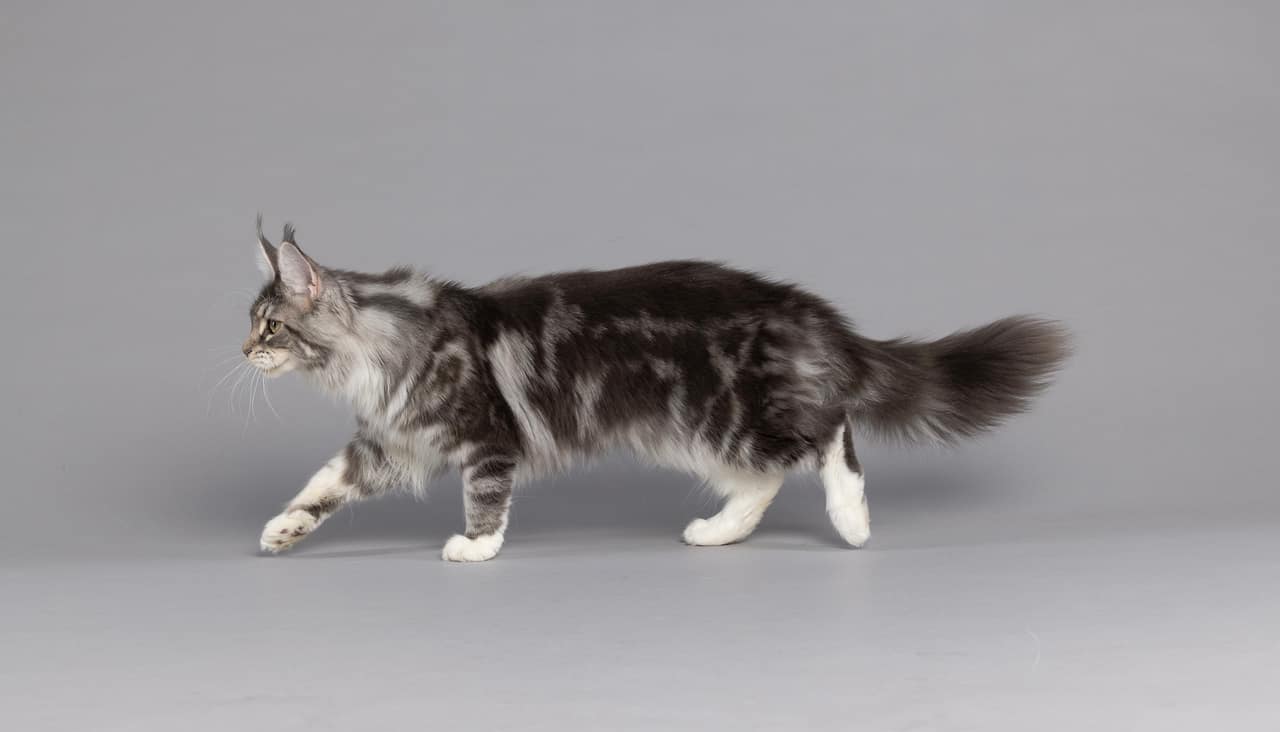 Sparklecoon Maine Coon queens banner showcasing our females