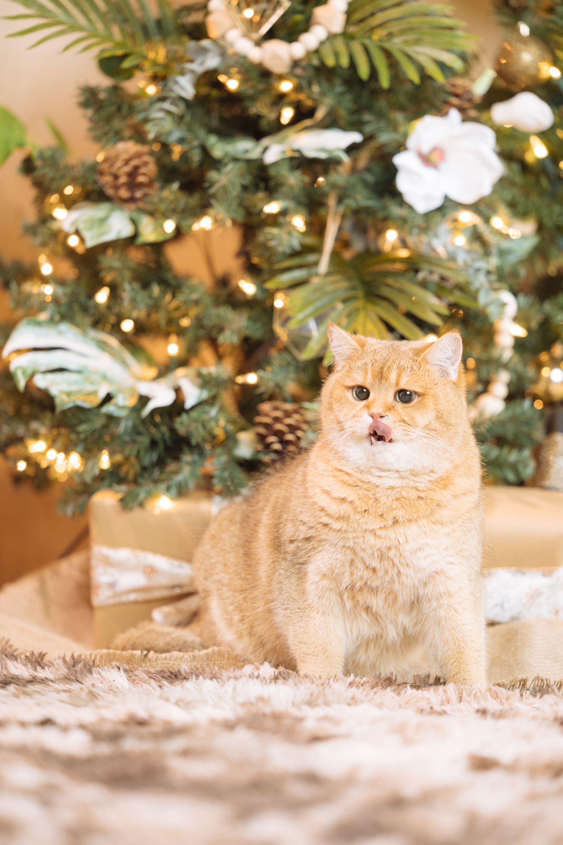 Pumpkin - Sparklecoon Cattery Team Member
